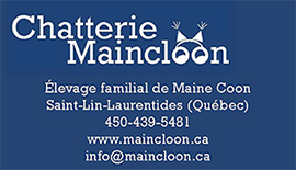 Chatterie Maincloon - Élevage familial de Maine Coon