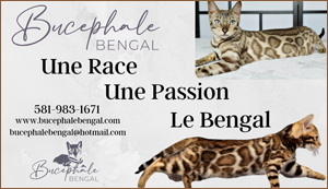 Elevage - Chatterie Bucepha le bengal