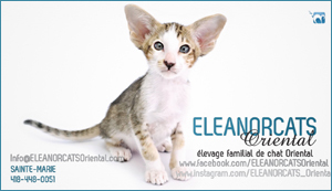 Elevage - Eleanorcats