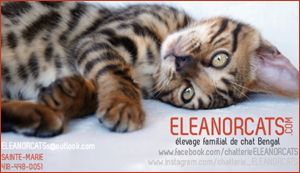 Elevage - Eleanorcats