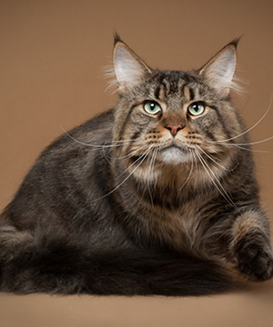 Chatterie Maincloon - Élevage familial de Maine Coon